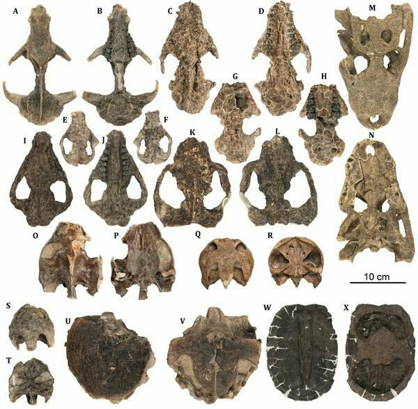 Representative selection of vertebrate fossils from the bluffs